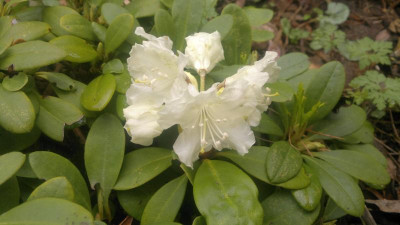 310320121774R._aureum_var._aureum_Cangbi_Shan_-_Kopie.jpg