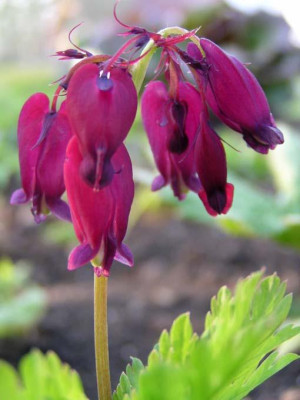 Dicentra_Bacchanal.jpg