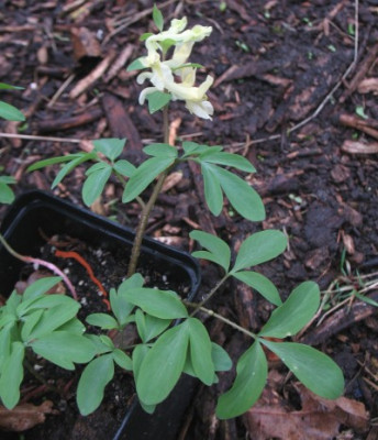 IMG_5196__Corydalis_unbekannt.jpg