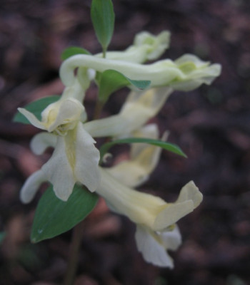 IMG_5197__Corydalis_unbekannt.jpg