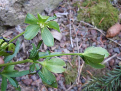 Helleborus_aus_Krk.JPG