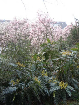 Magnolienhain_Bayrisch_Nizza_001.JPG