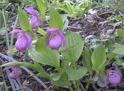 Cypripedium_speciosumRimg0363.JPG