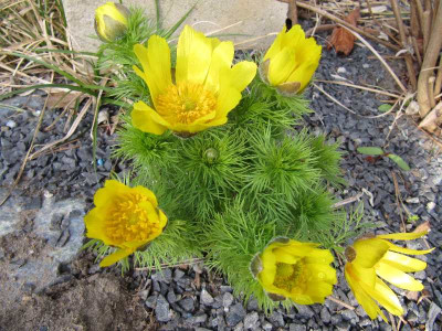 Adonis_vernalis_120331.jpg