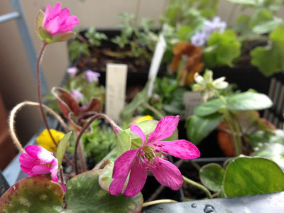 pink-present2012_zg.jpg