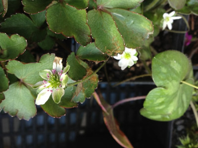 hepatica-nobilisxjaponica_weissgruen2012_zg.jpg