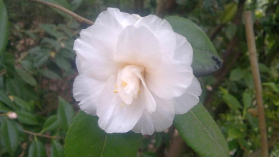 300320121738C.jap.Hagoromo_-_Kopie.jpg
