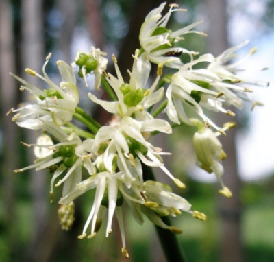 allium_victoriale.jpg