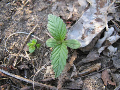 unbekannt_1.4.12.jpg