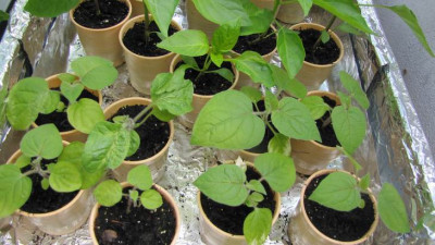 Physalis_Ende_Marz.JPG