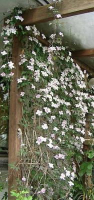tetra_rose_2.jpg