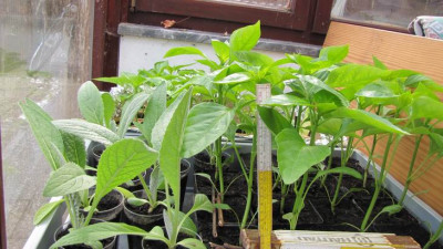 Paprika_Artischocken_mit_Zollstock.JPG