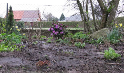 Rhododendron_P_J_Mezzitt_Gartenpur.jpg