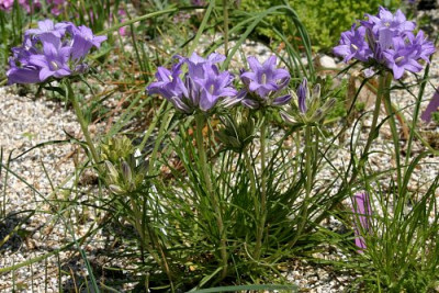 IMG_0415_eEdraianthus_coris.JPG