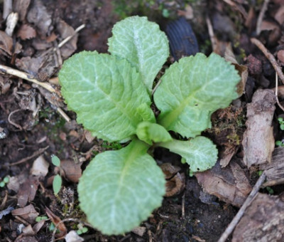 Primula....jpg