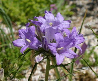 IMG_0417_eEdraianthus_coris_Blute.JPG