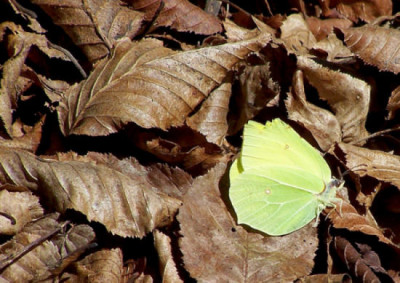 100_6350.jpg