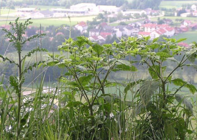 atropa_belladonna.jpg
