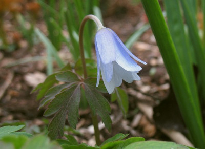 IMG_5219_Anemone_apenina.jpg