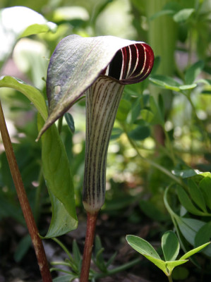 IMG_0418_eArisaema_triphyllum_braun.JPG