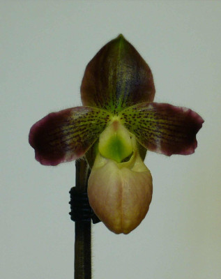 Paphiopedilum_Spring_Moon_1300x1700_80KB.jpg