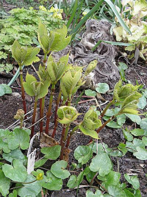 Deinanthe_caerulea_xy.jpg