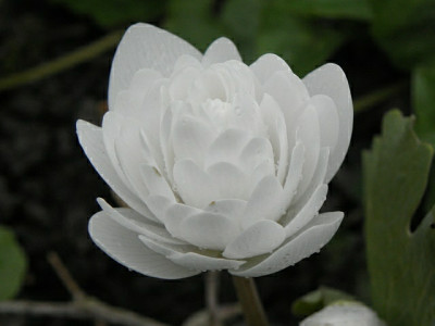 Sanguinaria_canadensis_Plena.jpg