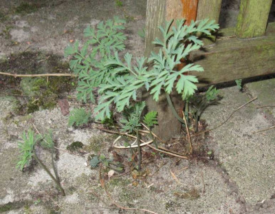 Dicentra_Gartenpur.jpg
