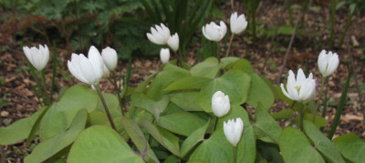 IMG_5213_Jeffersonia_diphylla.jpg