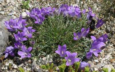IMG_0392_eEdraianthus_pumilio.JPG