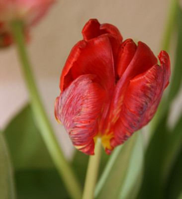Tulpen8312.jpg
