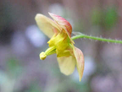 Orangekonigin_Gartenpur.jpg