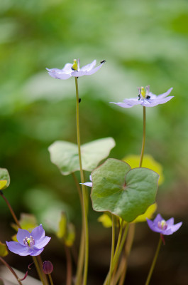 Jeffersonia-dubia-Apr0312.jpg