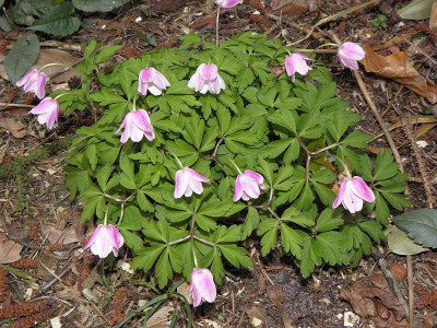 Anemone_nemorosa_Ice_and_Fire_80kib.jpg