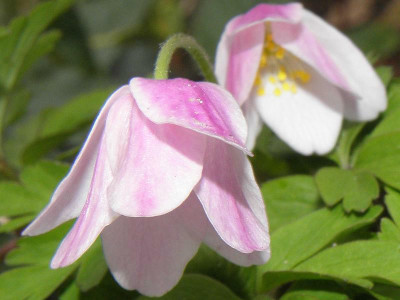 Anemone_nemorosa_Ice_and_Fire_b_80kib.jpg