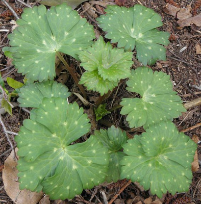 Aconitum_albo-violaceum_12-4_80kib.jpg