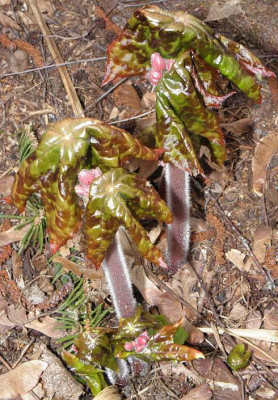 Podophyllum_Spotty_Dotty_12-04-a80kib.jpg