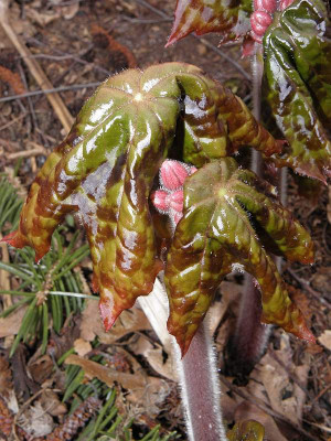 Podophyllum_Spotty_Dotty_12-04-b80kib.jpg