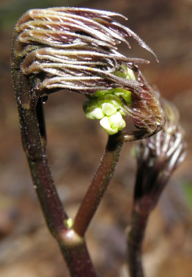 Actaea_pachypoda_80kib.jpg