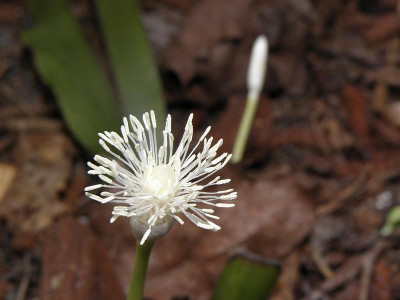 Cymophyllus_fraserianus_80kib.jpg