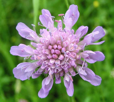 knautia_arvensis.jpg