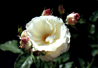 22.10.04-M.M.-Blut.-klein-2-.jpg