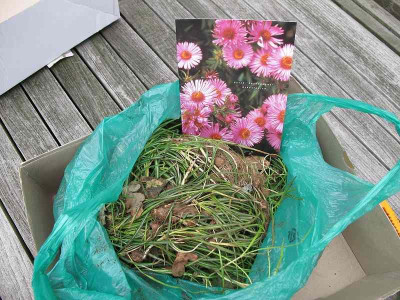 Keine_Galanthus_aus_Berlin.jpg