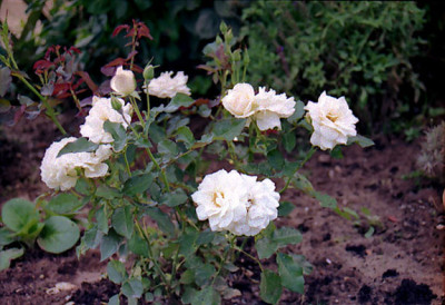 14.09.04-M.M.-komplett.jpg