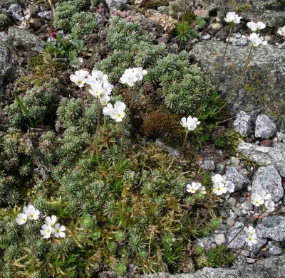 comp_Androsace_carnea_ssp.brigantiaca_04.04.12.jpg