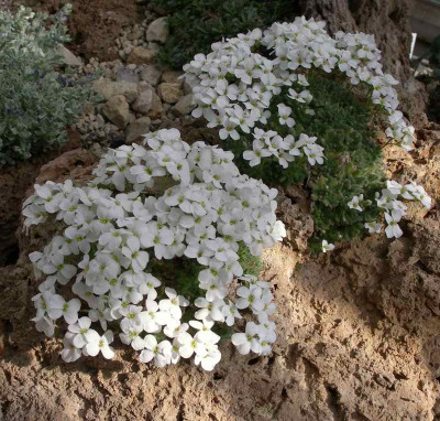 comp_Arabis_bryoides_2__04.04.12.jpg