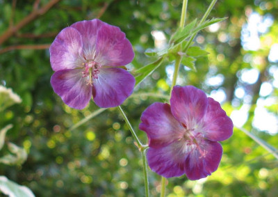 S7Geranium_phaeum_Slg_rot_Gartenpur.jpg