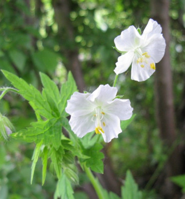SxxGeranium_phaeum_Slg_wei_Slg_Gartenpur.jpg