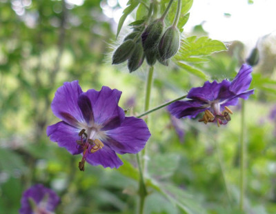 SxxGeranium_phaeum_Slg_Gartenpur.jpg