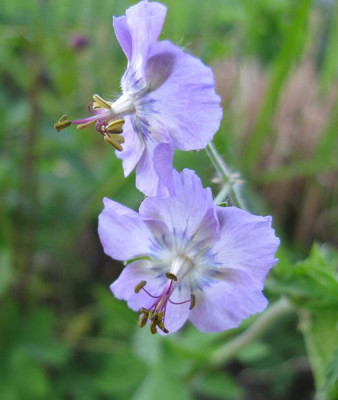 S8Geranium_phaeum_Slg_2_Gartenpur.jpg